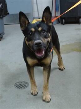 RADAR -  Rottweiler and Mixed Breed Dog for Adoption in Salinas, California - RADAR | PetCurious