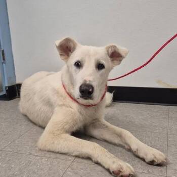 Angela 26-06-118 -  Great Pyrenees Dog for Adoption in Bastrop, Texas - Angela 26-06-118 | PetCurious