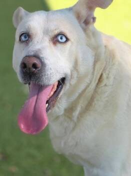 Rescue Husky and Labrador Retriever Dogs for Adoption in Little Elm, Texas - Aspen | PetCurious