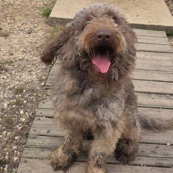 Standard Poodle and Labrador Retriever Dogs Available for Adoption in Wiggins, Mississippi - Otter | PetCurious