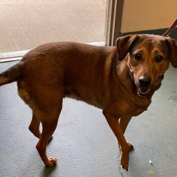 LILLIAN -  Mixed Breed Dog for Adoption in Memphis, Tennessee - LILLIAN | PetCurious