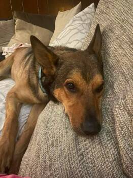 Snorkel -  German Shepherd Dog Dog for Adoption in Austin, Texas - Snorkel | PetCurious