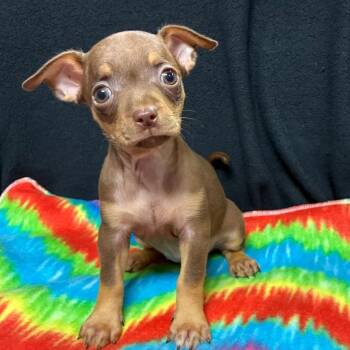 Paige -  Chihuahua and Dachshund Dog for Adoption in Gainesville, Georgia - Paige | PetCurious