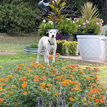 Cici -  Labrador Retriever and Hound Dog for Adoption in Atlanta, Texas - Cici | PetCurious