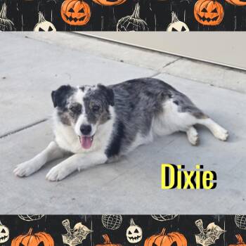 Dixie -  Australian Shepherd Dog for Adoption in Red Lodge, Montana - Dixie | PetCurious
