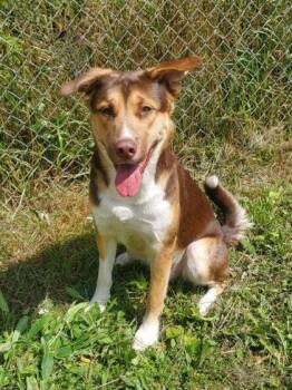 Timber (7184) -  Shepherd Dog for Adoption in Lake City, Michigan - Timber (7184) | PetCurious