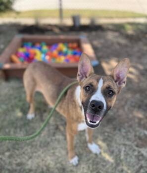 Rescue Terrier and Mixed Breed Dogs for Adoption in Fort Worth, Texas - Minnie | PetCurious