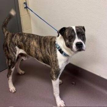 Maxwell -  Pit Bull Terrier and Mixed Breed Dog for Adoption in Norman, Oklahoma - Maxwell | PetCurious