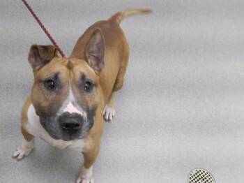HAMLET -  Bull Terrier and Mixed Breed Dog for Adoption in Omaha, Nebraska - HAMLET | PetCurious