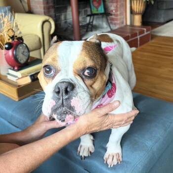 Kit Kat -  Bulldog Dog for Adoption in Patchogue, New York - Kit Kat | PetCurious
