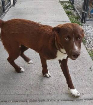 Trace -  Mixed Breed Dog for Adoption in Clay City, Kentucky - Trace | PetCurious