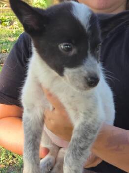 Shiloh -  Border Collie and Australian Cattle Dog Blue Heeler Dog for Adoption in Cary, North Carolina - Shiloh | PetCurious