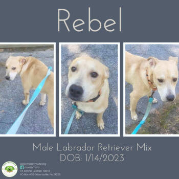 Rescue Labrador Retriever Dogs for Adoption in Pottstown, Pennsylvania - Rebel | PetCurious