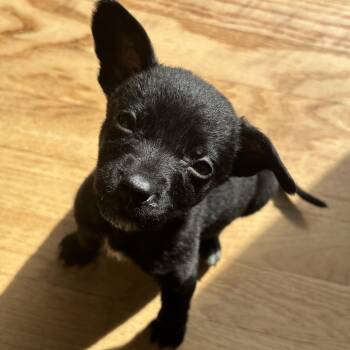 Chihuahua Dogs Available for Adoption - Sloane | PetCurious