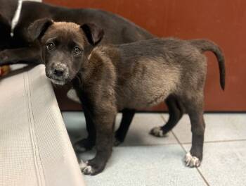 Rescue Mixed Breed Dogs for Adoption in Rock Springs, Wyoming - Yam | PetCurious