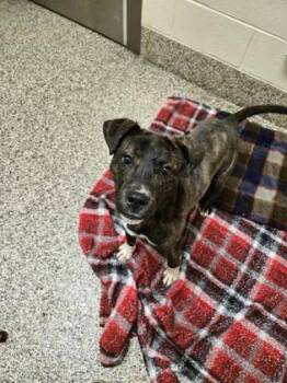 Mixed Breed Dogs Available for Adoption in Westland, Michigan - Petey | PetCurious