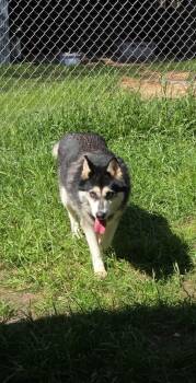 Husky and Rottweiler Dogs Available for Adoption in Eatontown, New Jersey - Raven | PetCurious