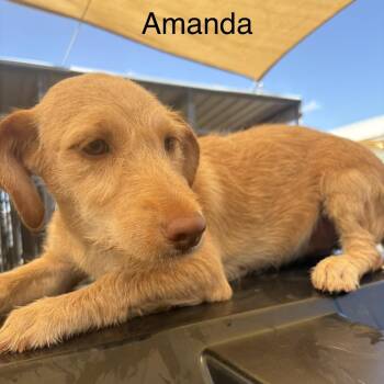 Amanda -  Labrador Retriever and Chihuahua Dog for Adoption in Austin, Texas - Amanda | PetCurious