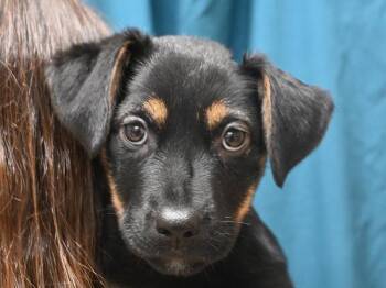 Rescue Rottweiler and German Shepherd Dog Dogs for Adoption in Portland, Oregon - Snicker | PetCurious