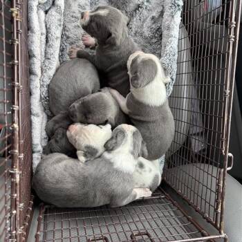 Pit Bull Terrier Dogs Available for Adoption - Indigo | PetCurious