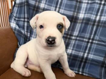 Scottie Surprise -  Hound and Great Pyrenees Dog for Adoption in Andover, Massachusetts - Scottie Surprise | PetCurious