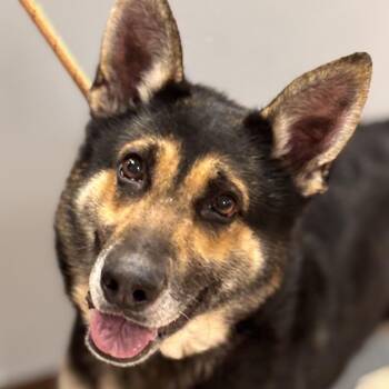German Shepherd Dog Dogs Available for Adoption - Maximus | PetCurious