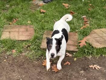 Rescue Jack Russell Terrier Dogs for Adoption in Pleasant Valley, New York - Jax | PetCurious