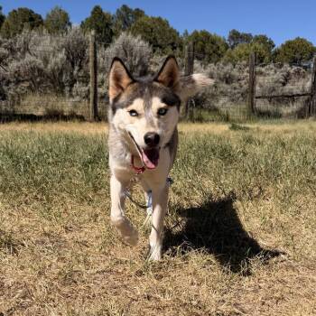 Spirit -  Husky Dog for Adoption in Glenwood Springs, Colorado - Spirit | PetCurious
