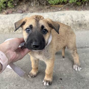 Marley -  Belgian Shepherd Malinois Dog for Adoption in Harlingen, Texas - Marley | PetCurious