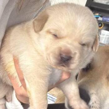 Golden Retriever Dogs Available for Adoption - Buffy | PetCurious