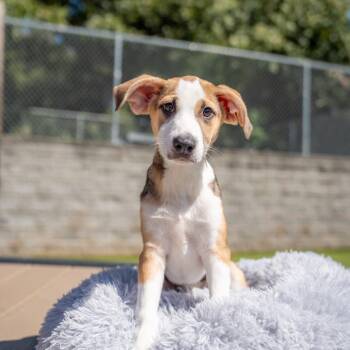 Lucy -  Husky and Mixed Breed Dog for Adoption in Gainesville, Georgia - Lucy | PetCurious