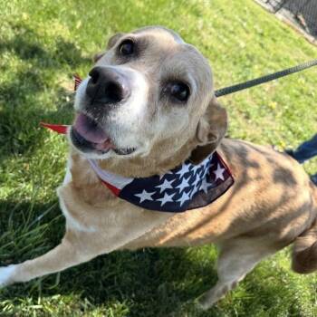 Golden Retriever and Labrador Retriever Dogs Available for Adoption in Normal, Illinois - Sugar Bear | PetCurious