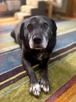 Black Labrador Retriever and Boxer Dogs Available for Adoption - Makoto | PetCurious
