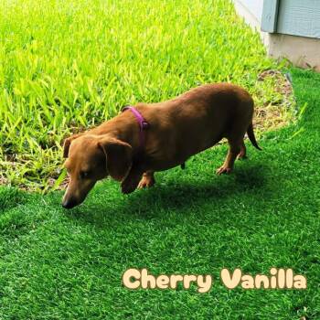 Dachshund Dogs Available for Adoption in San Antonio, Texas - Cherry Vanilla | PetCurious