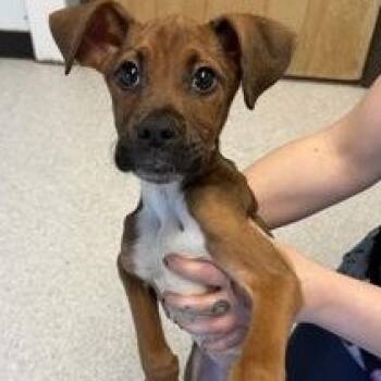 Boxer Dogs Available for Adoption - BBQ | PetCurious