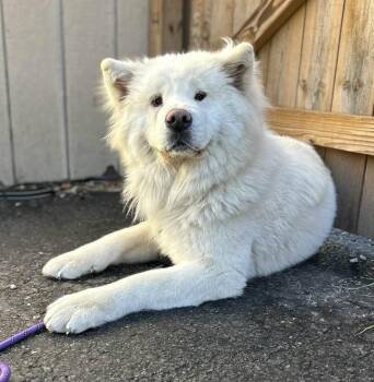 Rescue Akita Dogs for Adoption in Chicago, Illinois - Xena | PetCurious
