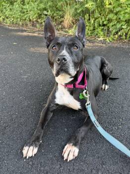 Kenzie -  Pit Bull Terrier Dog for Adoption in Roxbury Township, New Jersey - Kenzie | PetCurious