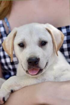 Labrador Retriever Dogs Available for Adoption in Los Angeles, California - Bradlee | PetCurious