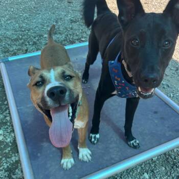 Steel -  Mixed Breed Dog for Adoption in Auburn, Alabama - Steel | PetCurious