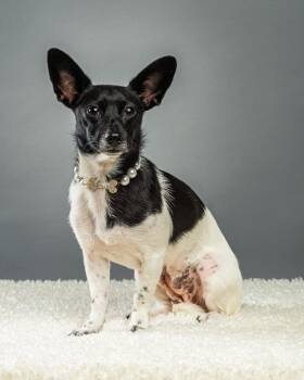 Molly -  Chihuahua Dog for Adoption in Plano, Texas - Molly | PetCurious