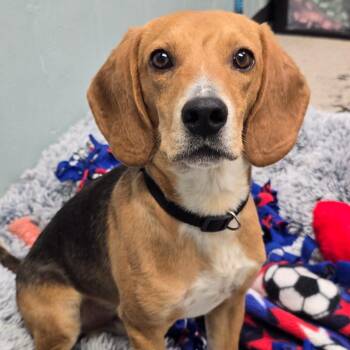 Get in the Zone -  Beagle Dog for Adoption in Columbia, Missouri - Get In The Zone | PetCurious