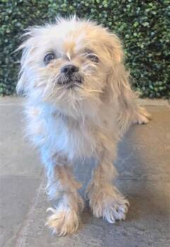 BAMBI -  Shih Tzu and Mixed Breed Dog for Adoption in El Paso, Texas - BAMBI | PetCurious