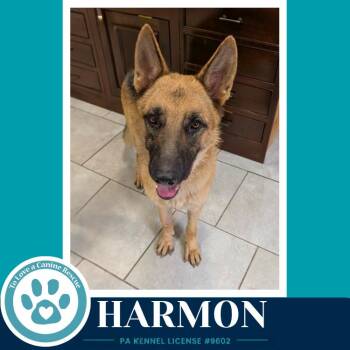 Harmon 071826 -  German Shepherd Dog Dog for Adoption in Kimberton, Pennsylvania - Harmon 071826 | PetCurious