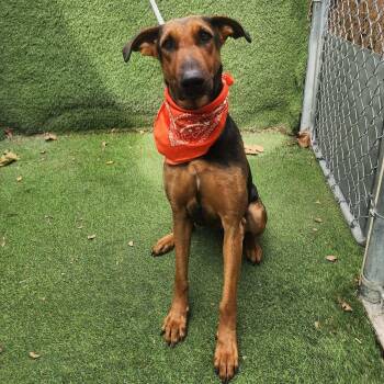 Star -  German Shepherd Dog Dog for Adoption in Oak Point, Texas - Star | PetCurious