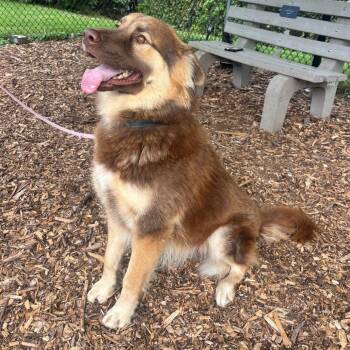 Yogi -  Shepherd and Husky Dog for Adoption in Briarcliff Manor, New York - Yogi | PetCurious