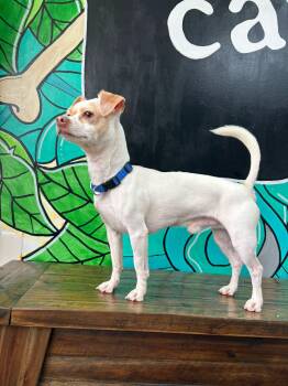 WAZOWSKI -  Chiweenie Dog for Adoption in Vandergrift, Pennsylvania - WAZOWSKI | PetCurious