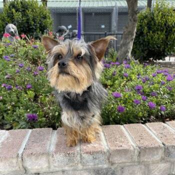 Yorkshire Terrier Dogs Available for Adoption in Lathrop, California - Brodie | PetCurious