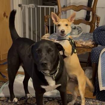 Oliver -  Shepherd and Mixed Breed Dog for Adoption in Briarcliff Manor, New York - Oliver | PetCurious
