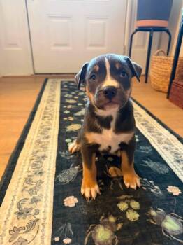Carmichael- Nuggets litter -  American Staffordshire Terrier Dog for Adoption in Holly Springs, North Carolina - Carmichael- Nuggets Litter | PetCurious
