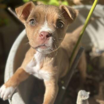 Labrador Retriever Dogs Available for Adoption in Williston, Vermont - Bruno Mars | PetCurious